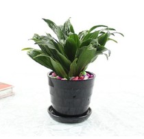 卓越购物龙血树青叶太阳神 阿波罗千年木 密叶