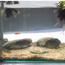 珠,50盒包邮五六年蚌鲜活淡水珍珠蚌大河蚌鱼