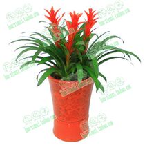 精品导购凤梨花空气凤梨 多品种小苗优惠促销