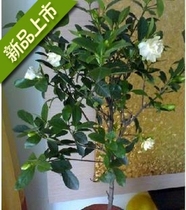 芳香花卉-栀子花苗,大花栀子花,香味栀子花-花色清白 栀子花 价格:18.00