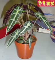 精品导购<em>花</em>叶芋彩叶花卉室内小盆栽 黑叶芋花
