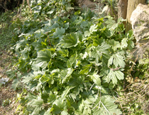 淘宝聚划算购物<em>益母草</em>包邮 野生<em>益母草</em> 500克