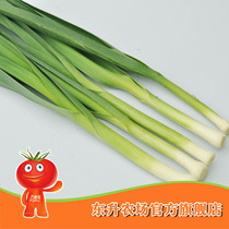 省钱导购蒜苗苍山大蒜 山东大蒜 大蒜头 超独头