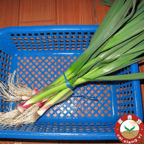 省钱导购蒜苗苍山大蒜 山东大蒜 大蒜头 超独头