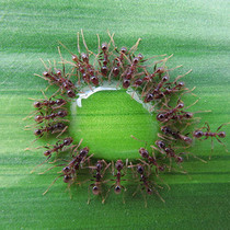 淘宝聚划算购物<em>蚂蚁</em>韩国正品益友小<em>蚂蚁</em>儿童内