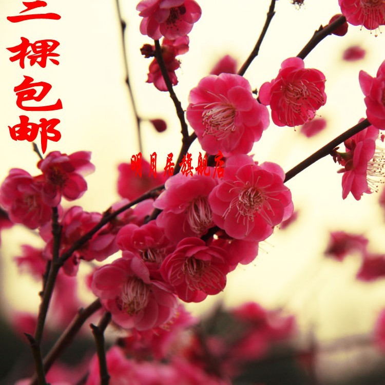 盆栽红梅/梅花种子/白梅/绿梅/红梅花苗/梅花盆景/红梅花/红梅桩 17.