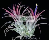 空气凤梨【展示】Tillandsia ionantha Honduras洪都拉斯精灵 价格:18.00
