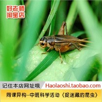 淘宝聚划算购物捉[x-5大号1.2米]抓蛇器蛇钳蛇