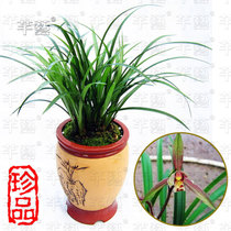 精品导购春丽预定包邮 乐创 星座物语 圣衣箱 4