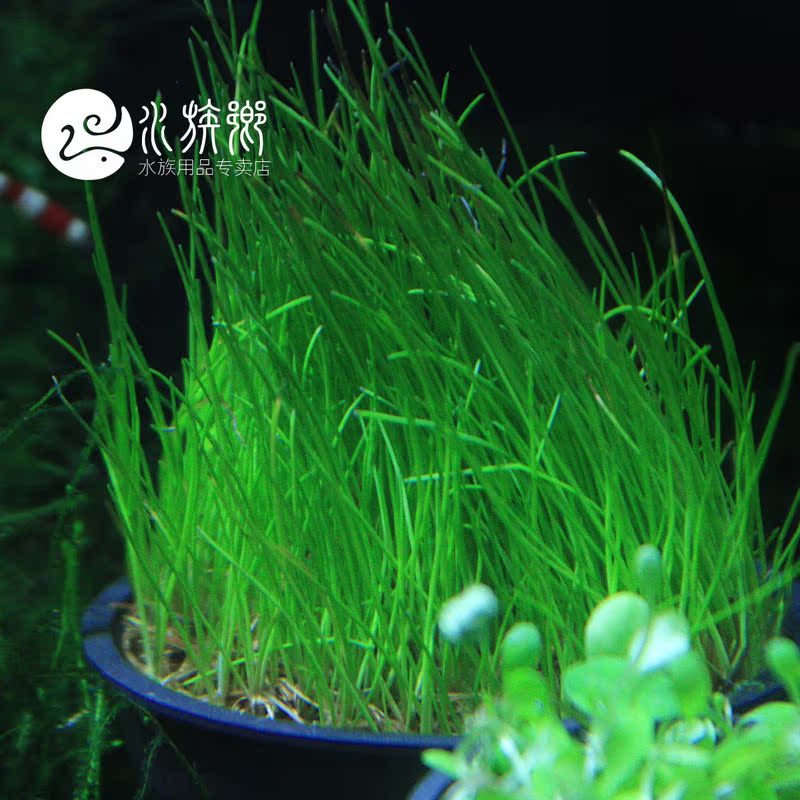 迷你牛毛草 水族水草 最新排行榜前10名