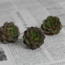 藓小品微景观瓶景专用 鲜活苔藓 南亚<em>白发</em>藓 青