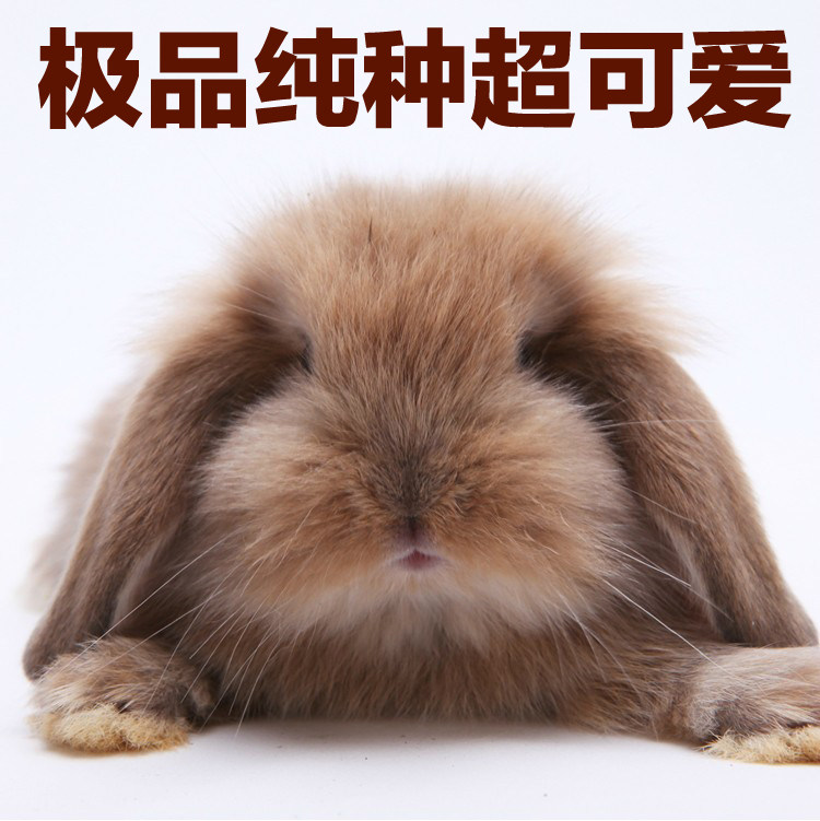 <em>荷兰垂耳兔</em> 最新排行榜前10名_用户37755177