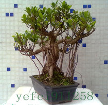 省钱导购树大型发财树盆栽 办公室花卉绿化植