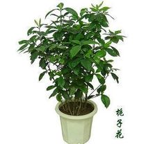 芳香花卉-大花重瓣 香味栀子花 牡丹栀子花 栀子花苗 价格:12.00