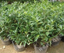 栀子花 开花植物 芳香植物盆栽 大花栀子花 香味栀子花5年花卉 价格:40.00