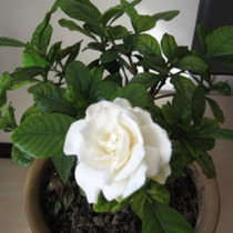 芳香花卉-牡丹栀子花苗,盆栽植物大花栀子花,香味浓 防辐射小盆景 价格:9.80