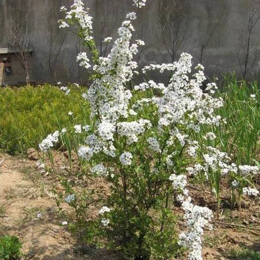 盆景珍珠花怎样养