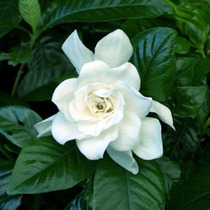 花卉绿植出售盆栽植物 牡丹栀子花 香味植物 大苗 价格:12.00