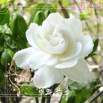 芳香花卉 栀子花苗 大叶栀子 香味独特 原价10元现价5.8元! 价格:5.80