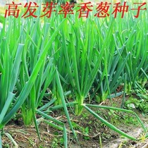 宝聚划算购物盆菜花牌阳台菜园种植蔬菜种子家