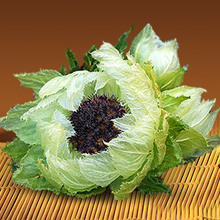 汉草荟 新疆天山雪莲 野生雪莲花 天山雪莲花 雪莲 大朵支持鉴定