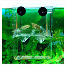 精品导购孔雀鱼孔雀鱼饲料鱼食灯鱼饲料短鲷斗