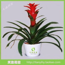 省钱导购凤梨花空气凤梨 多品种小苗优惠促销