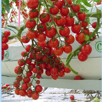 淘宝聚划算购物小番茄紫玉\/彩色樱桃小番茄种