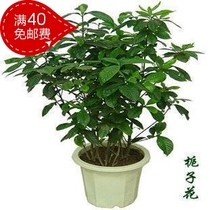 花卉绿植出售 盆栽植物牡丹 栀子花 香味植物花卉绿植 价格:6.73