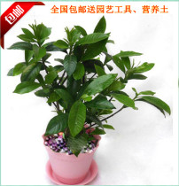 【捡宝贝独享】栀子花全国包邮 栀子花苗 牡丹栀子 香味植物 价格:28.00