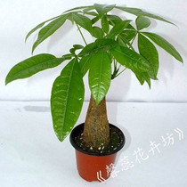淘宝聚划算购物发财树盆景 盆栽小发财树 盆栽