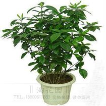 特价秒杀 淘花园盆栽栀子花 栀子花苗 香味堪比桂花香 价格:15.00