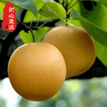 <em>韩国</em>梨佳利麦鲜果-山东有机丰水梨7-8个 <em>韩国</em>梨