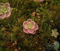 爱丝浓爱丝美拉达 玫瑰小胸聚拢<em>文胸罩</em>厚抹胸