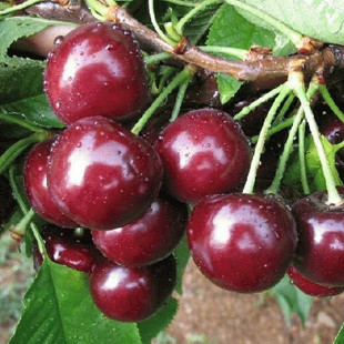 乌克兰大樱桃综合栽培管理技术_素连