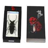 Насекомые и их знакомые 2010 График Выхода и обсуждение