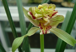 兰花---春剑篇 - 风轻云淡 - 风轻云淡