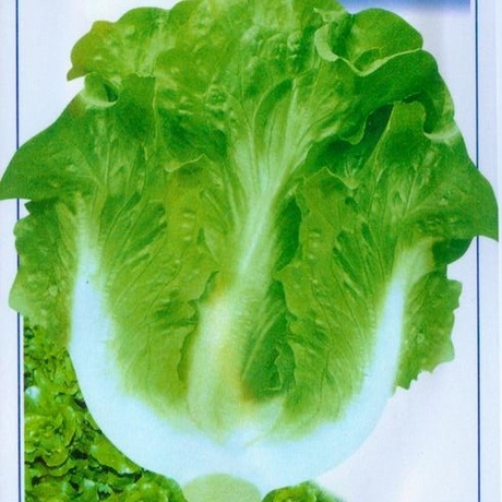 绿植园艺蔬菜种子意大利生菜四季播种一年生封