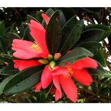 【四季杜鹃茶花】最新最全四季杜鹃茶花 产品