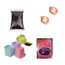 【水培植物郁金香种球】最新最全水培植物郁金