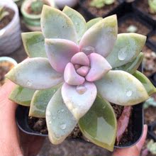 【淡雪 多肉】最新最全淡雪 多肉搭配优惠_一淘网