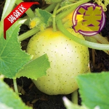 【苹果黄瓜】最新最全苹果黄瓜 产品参考信息