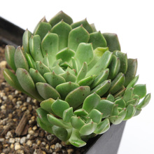 【奥利维亚多肉】_奥利维亚多肉价格\/图片\/评