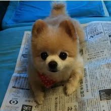 【英式博美】最新最全英式博美 产品参考信息_一淘搜索