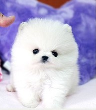 【英式博美】最新最全英式博美 产品参考信息_一淘搜索