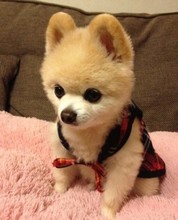 【英式博美】最新最全英式博美 产品参考信息_一淘搜索