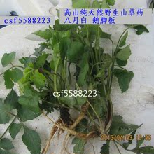 【寿宁特产】最新最全寿宁特产 产品参考信息