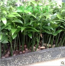 【室内喜阴植物】最新最全室内喜阴植物 产品