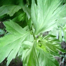 【熏香艾叶条】最新最全熏香艾叶条 产品参考