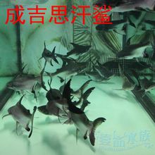 【鲨鱼观赏】最新最全鲨鱼观赏 产品参考信息
